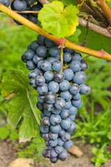 гроздь винограда, виноградная лоза, осенний урожай
