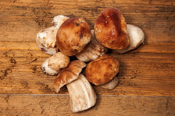 Mushrooms on an abstract background.