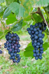 гроздь винограда, виноградная лоза, осенний урожай

