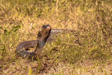 Cobra snake in natural habitats
