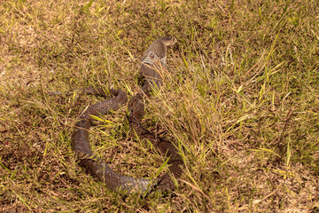 Fototapeta premium Cobra snake in natural habitats 