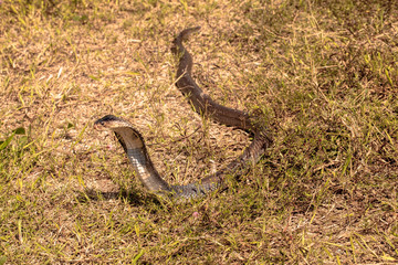Cobra snake in natural habitats
