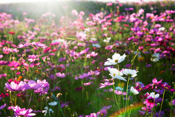 Cosmos flower field in the morning.