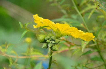 Myterious of the nature in the garden.