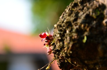 Myterious of the nature in the garden.