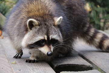 Zahmer Waschbär