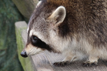 Zahmer Waschbär
