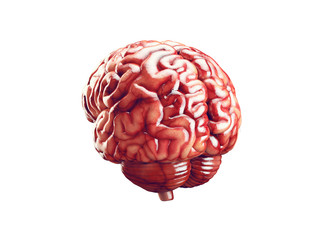 Realistic brain illustration