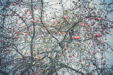 Autumn Apples on Tree