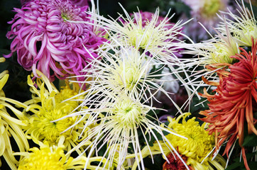 Bright and beautiful flowers