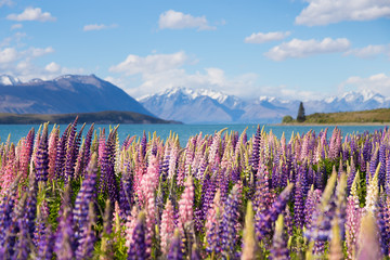 Beautiful lupine flower in Lake Tekapo, New Zealand - obrazy, fototapety, plakaty