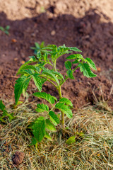 tomato shoots