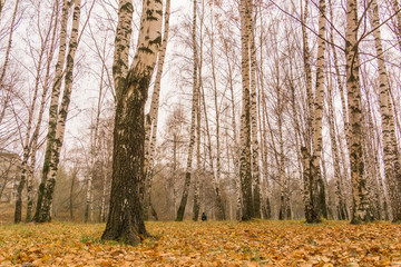 Birch Trees in Autumn Park