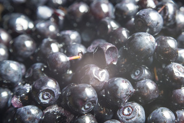 Wild forest berry blueberries is on the table.