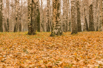 Birch Trees in Autumn Park