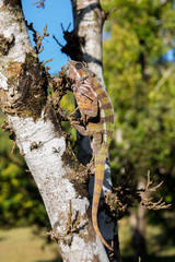Fototapeta premium panther chameleon (Furcifer pardalis)