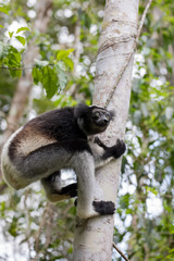 Black and white Lemur Indri on tree
