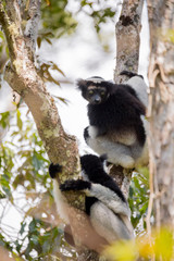 Black and white Lemur Indri on tree
