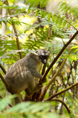 Common brown lemur in top of tree