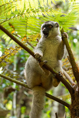 Common brown lemur in top of tree