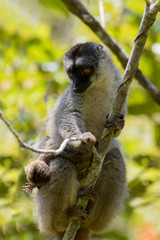 Common brown lemur with baby on back