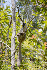 Common brown lemur in top of tree
