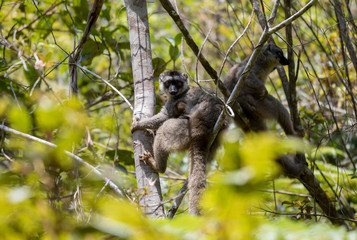 Common brown lemur with baby on back