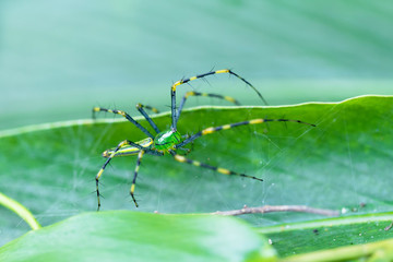 Malagasy green lynx spider (Peucetia madagascariensis)