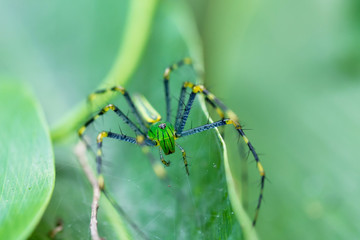 Malagasy green lynx spider (Peucetia madagascariensis)