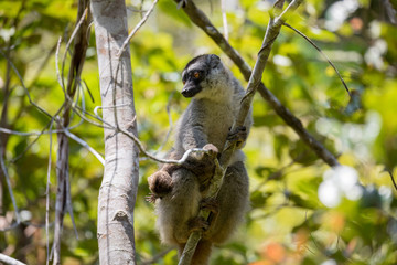 Common brown lemur with baby on back
