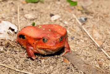 Big red Tomato frog, species of genus Dyscophus (Dyscophus antongilii). It can be found in Maroantsetra city ditch. When threatened, a tomato frog puffs up its body. Madagascar wildlife