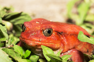 Big red Tomato frog, species of genus Dyscophus (Dyscophus antongilii). It can be found in Maroantsetra city ditch. When threatened, a tomato frog puffs up its body. Madagascar wildlife