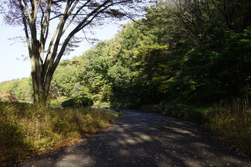 森　紅葉　見上げる　秋