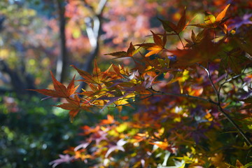 森　紅葉　見上げる　秋