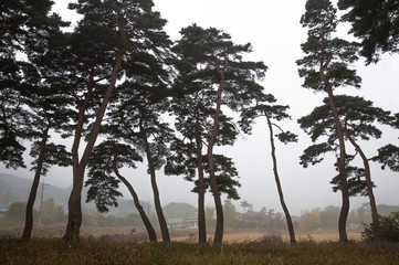 보성 웅치 소나무밭