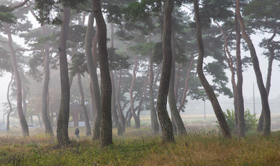 Obraz premium 보성 웅치 소나무밭