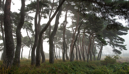 보성 웅치 소나무밭
