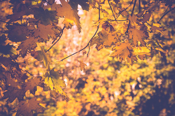 Fototapeta na wymiar Fall Maple Leaves on Branches Retro