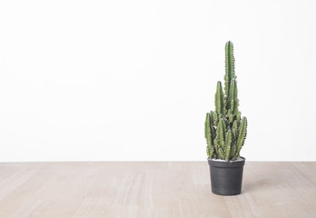 cactus on wood table with copy space for product display montage.