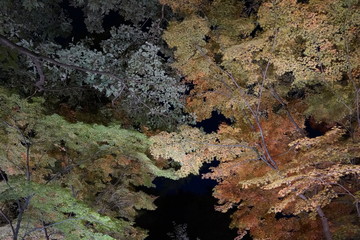 森　紅葉　見上げる　光　ライトアップ　イルミネーション　秋