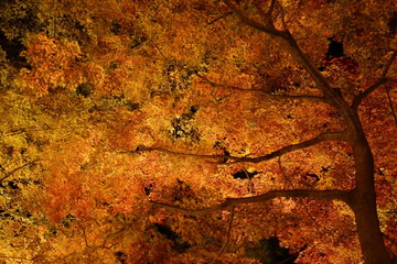 森　紅葉　見上げる　光　ライトアップ　イルミネーション　秋