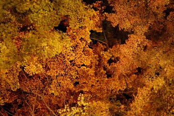 森　紅葉　見上げる　光　ライトアップ　イルミネーション　秋