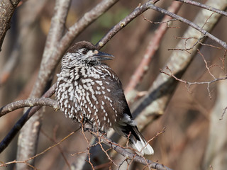 Eurasian nutcracker (Nucifraga caryocatactes)