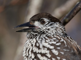 Eurasian nutcracker (Nucifraga caryocatactes)
