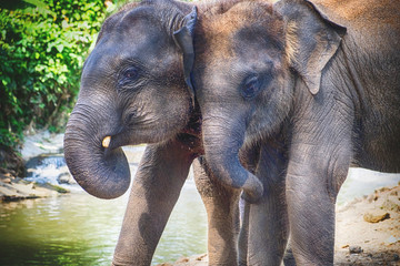Fototapeta premium Baby asia elephant in Maesa, Chiangmai Thailand