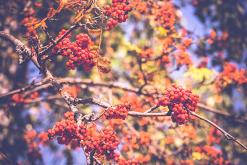 Rowan Berries in Autumn Retro
