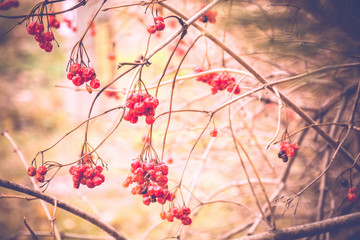 Rowan Berries in Autumn Retro
