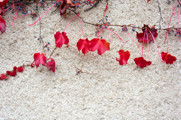 Red autumn ivy on the wall plaster