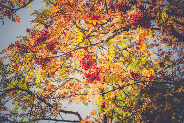 Obraz na płótnie Canvas Rowan Berries in Autumn Retro
