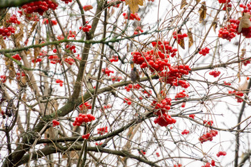 Rowan Berries in Autumn